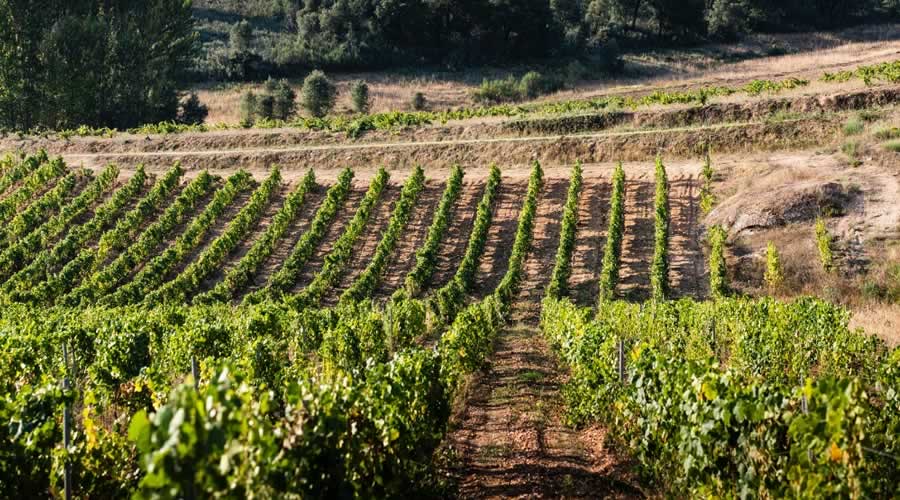 Bonet - Blog - Bodega Pago de los Capellanes