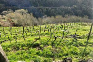 Destilerias Bonet - Blog - Bodega Finca Cuarta by Rubén Moure