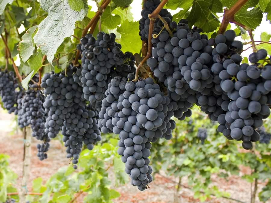 Destilerias Bonet - Blog - Com afectarà el canvi climàtic al vi?