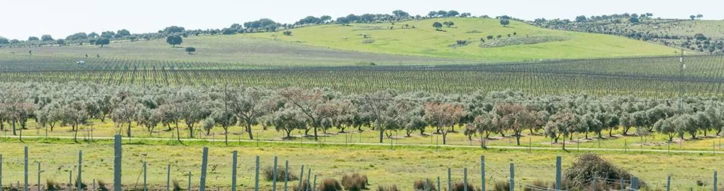 Bonet - Denominació d'Origen La Rioja