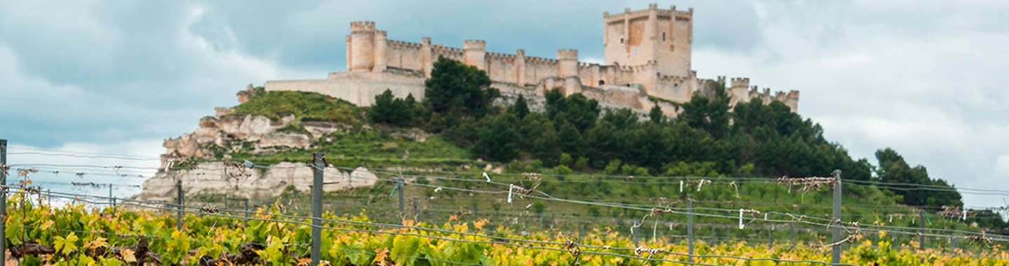 Bonet - Denominació d'Origen Ribera de Duero