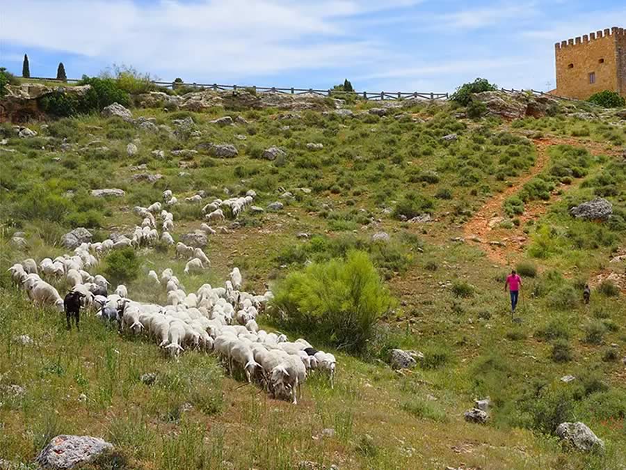 Destilerías Bonet – Blog – Formatges Montalvo Wilmot